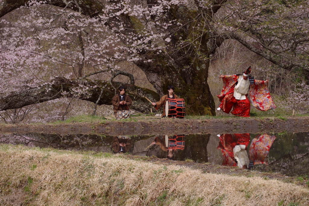 駒つなぎの桜①
