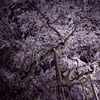 奥山田のしだれ桜4