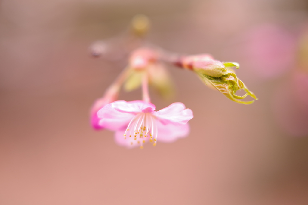 春・・・河津桜