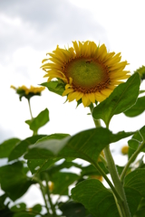ひまわり⑤