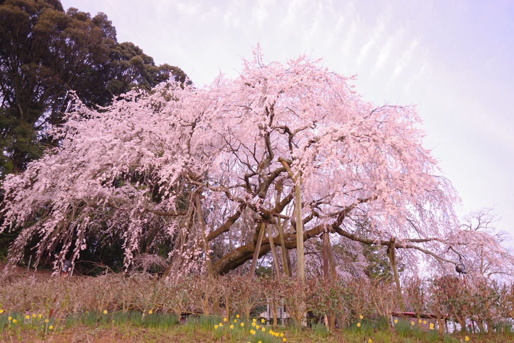 しだれ桜　奥山田