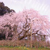 しだれ桜　奥山田