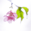 河津桜