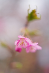春・・・河津桜