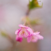 春・・・河津桜