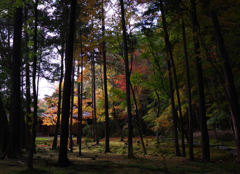 紅葉　西芳寺