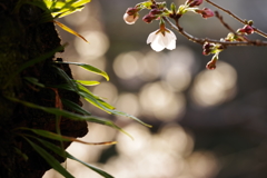 桜
