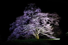 駒つなぎの桜