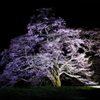 駒つなぎの桜