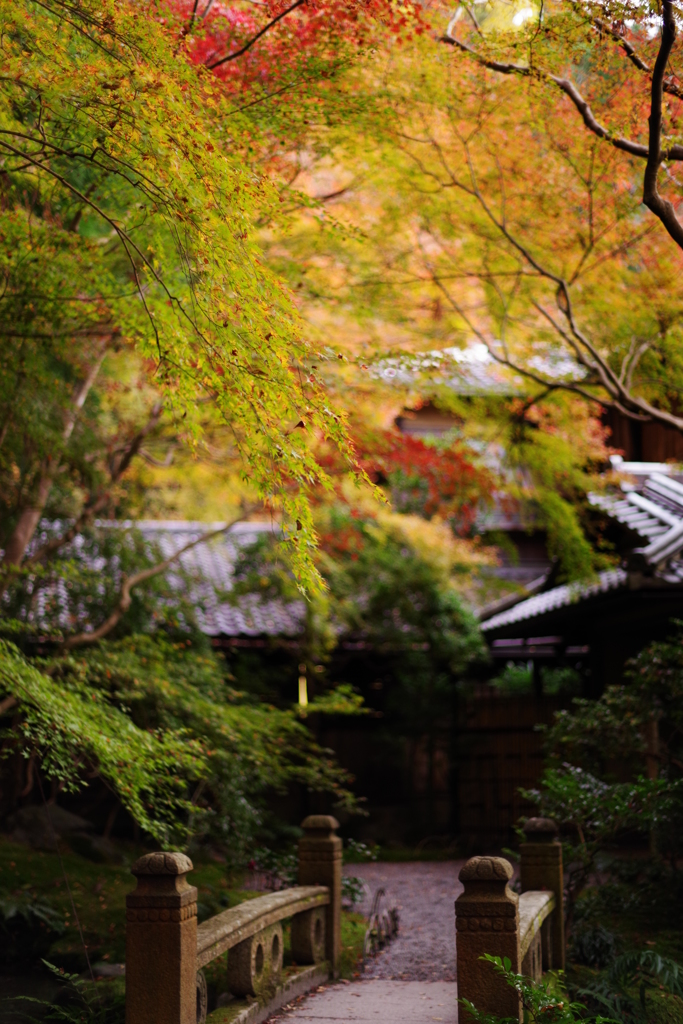 紅葉