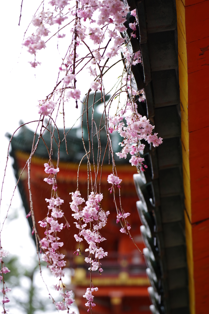 平安神宮