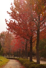 紅葉