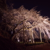 奥山田のしだれ桜6 