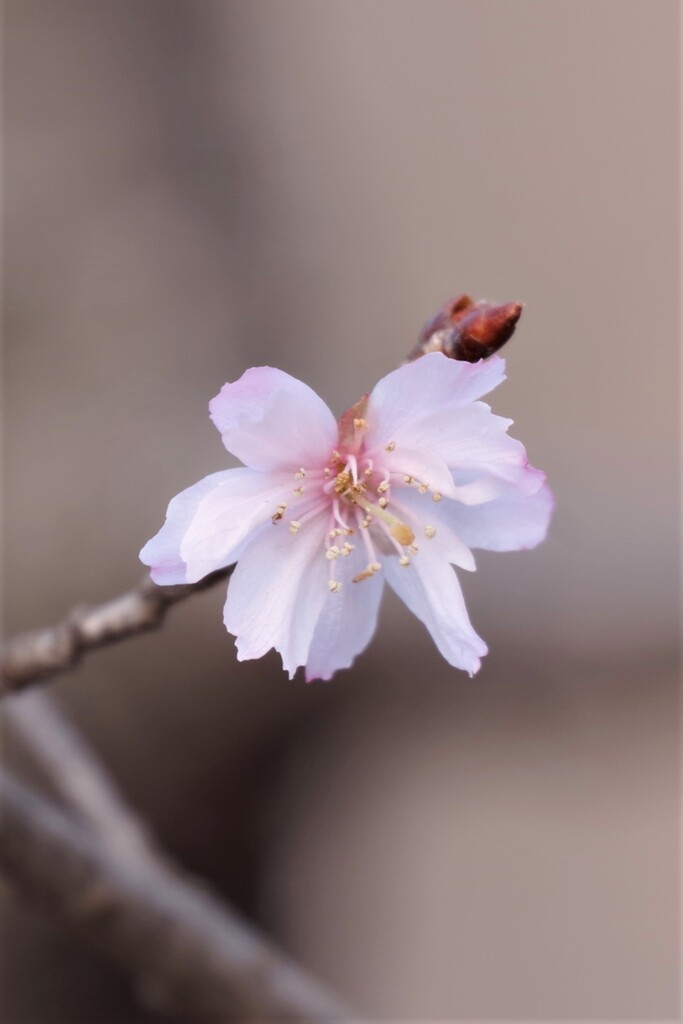 十月桜