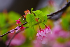 河津桜