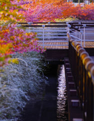 河津桜