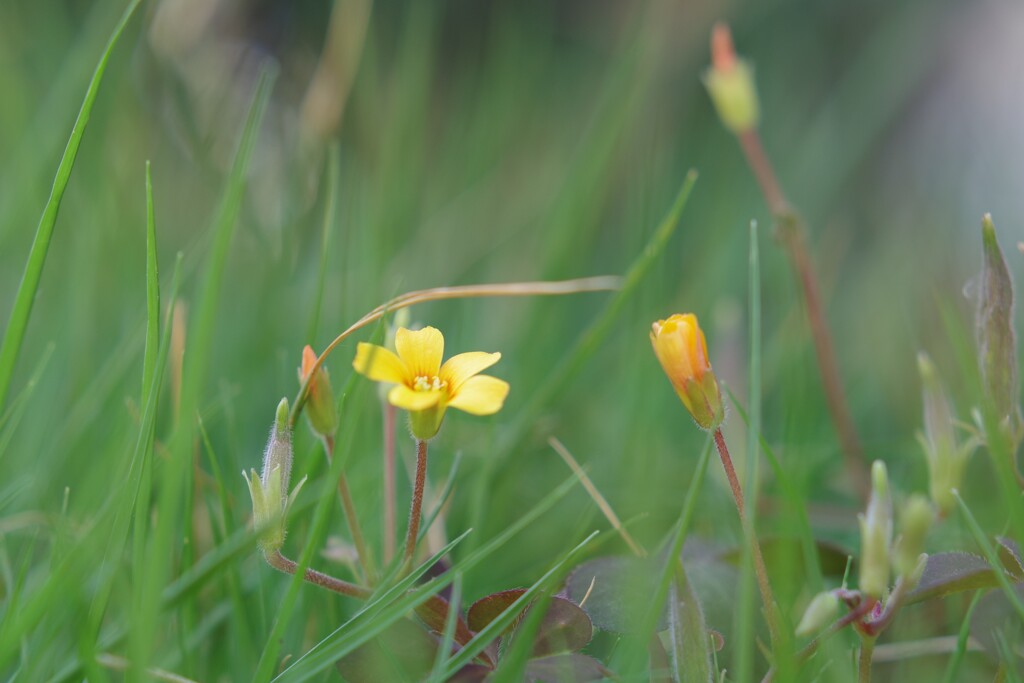 IMGP8243-2