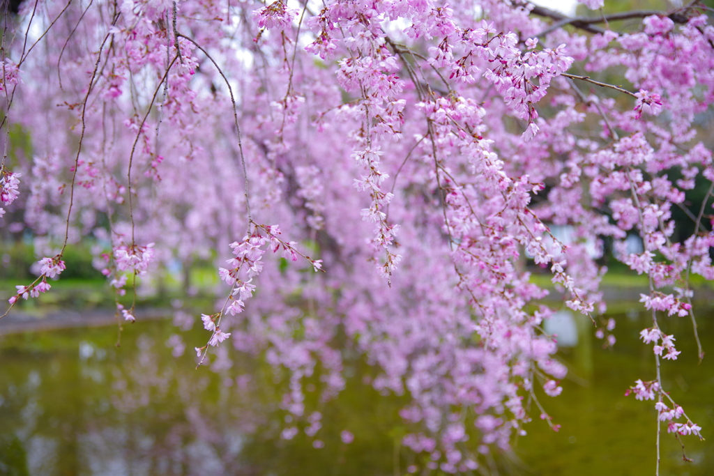 しだれ桜