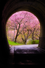 河津桜