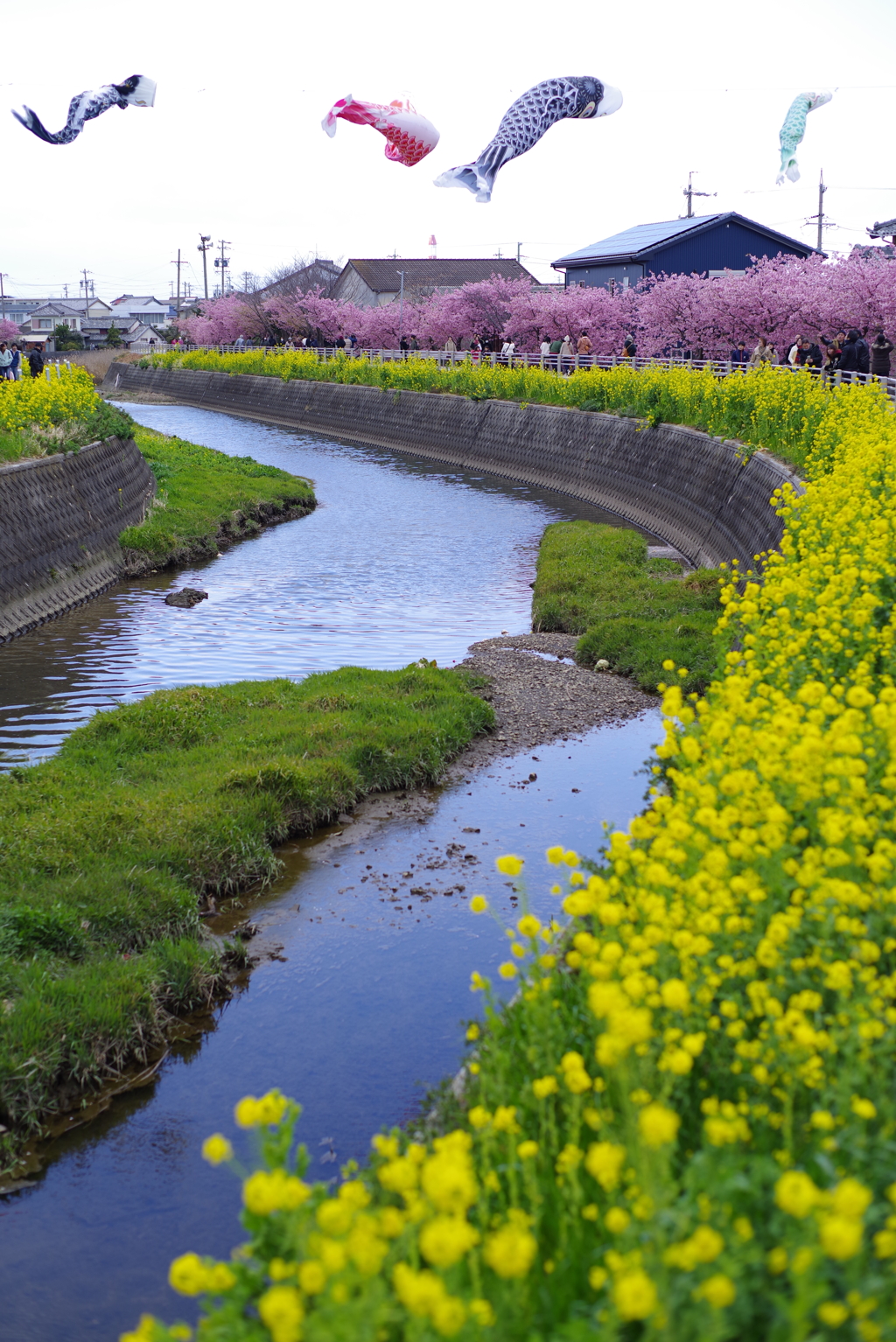 菜の花と河津桜