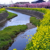 菜の花と河津桜