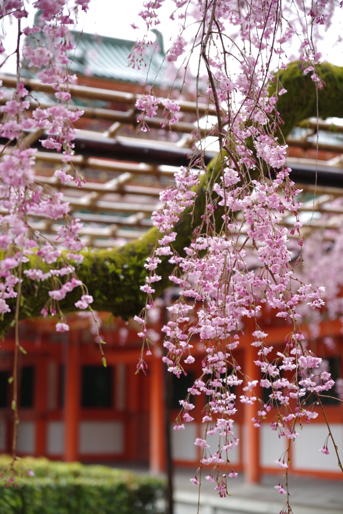 平安神宮　