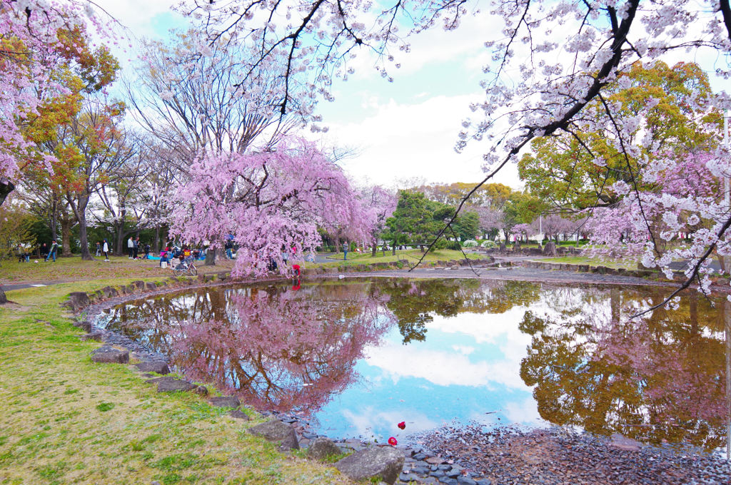 桜