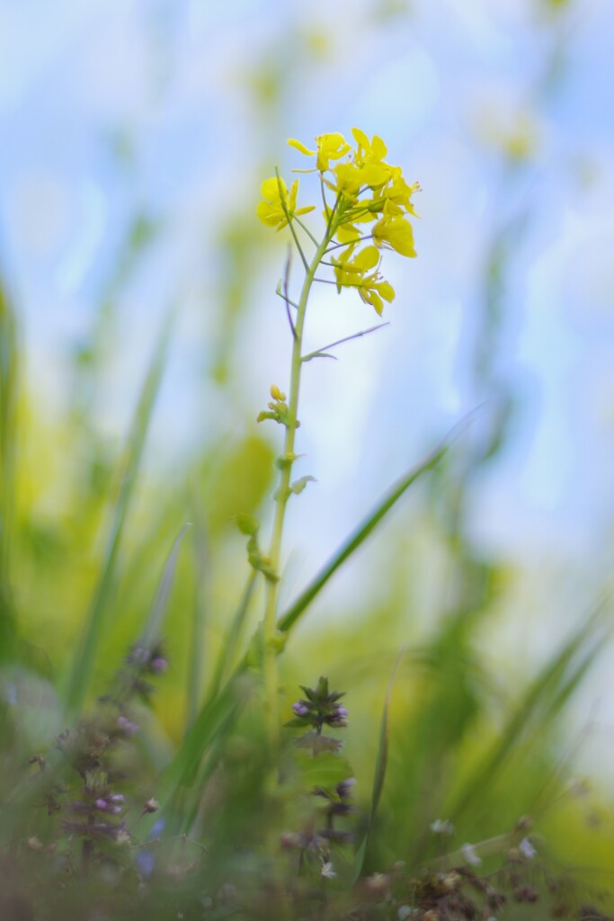 菜の花