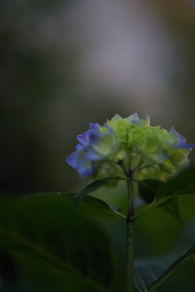 紫陽花