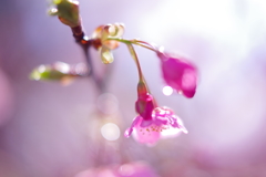 河津桜
