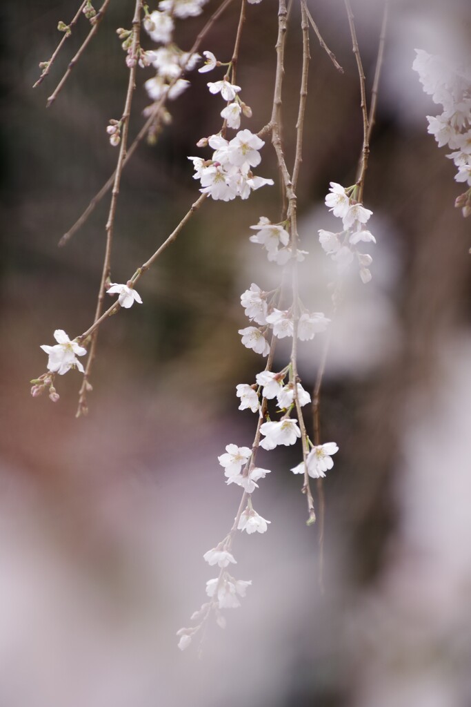 しだれ桜