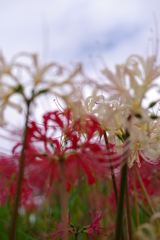 秋の水引き・彼岸花