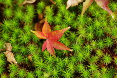 紅葉