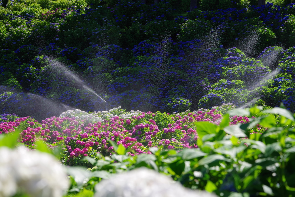 紫陽花　かざはやの里①