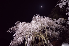 奥山田のしだれ桜1