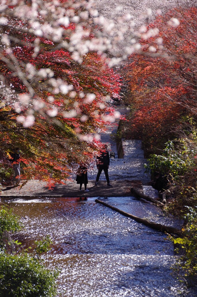 四季桜