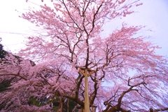 しだれ桜　奥山田2