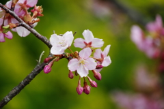 河津桜　まつだ桜まつり