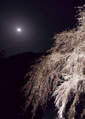 奥山田のしだれ桜8