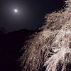 奥山田のしだれ桜8