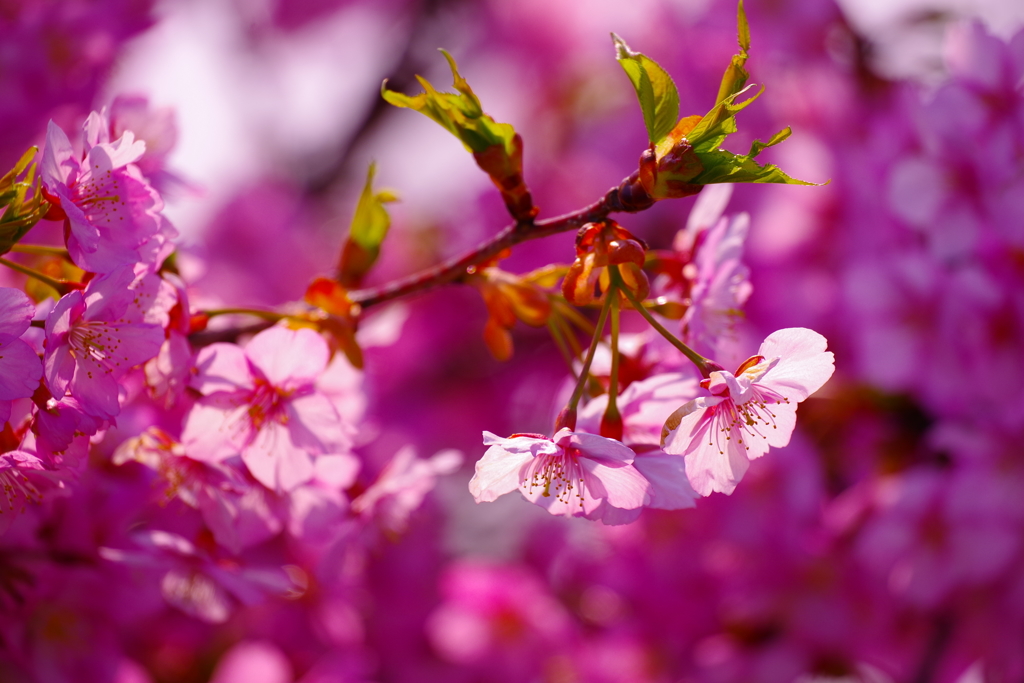 河津桜2