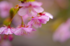 春・・・河津桜