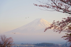 桜と富士