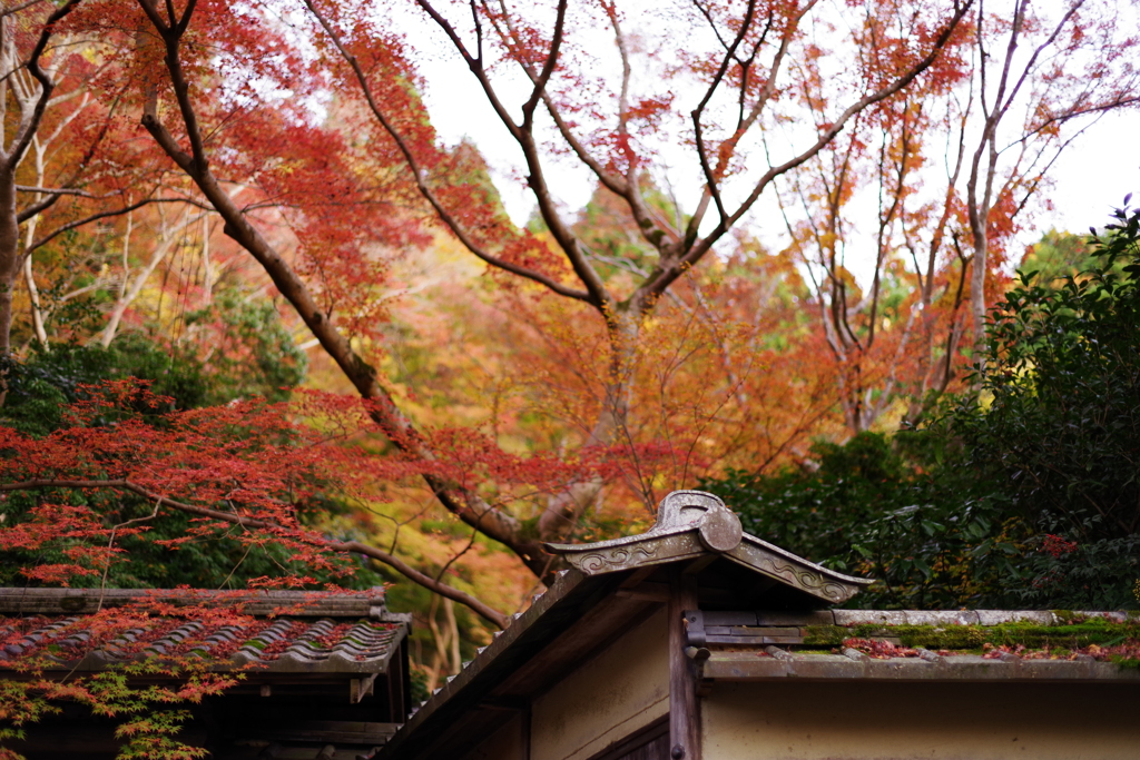 紅葉