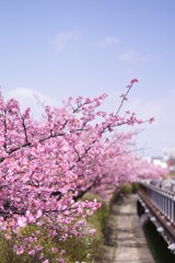 春　河津桜