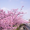 春　河津桜
