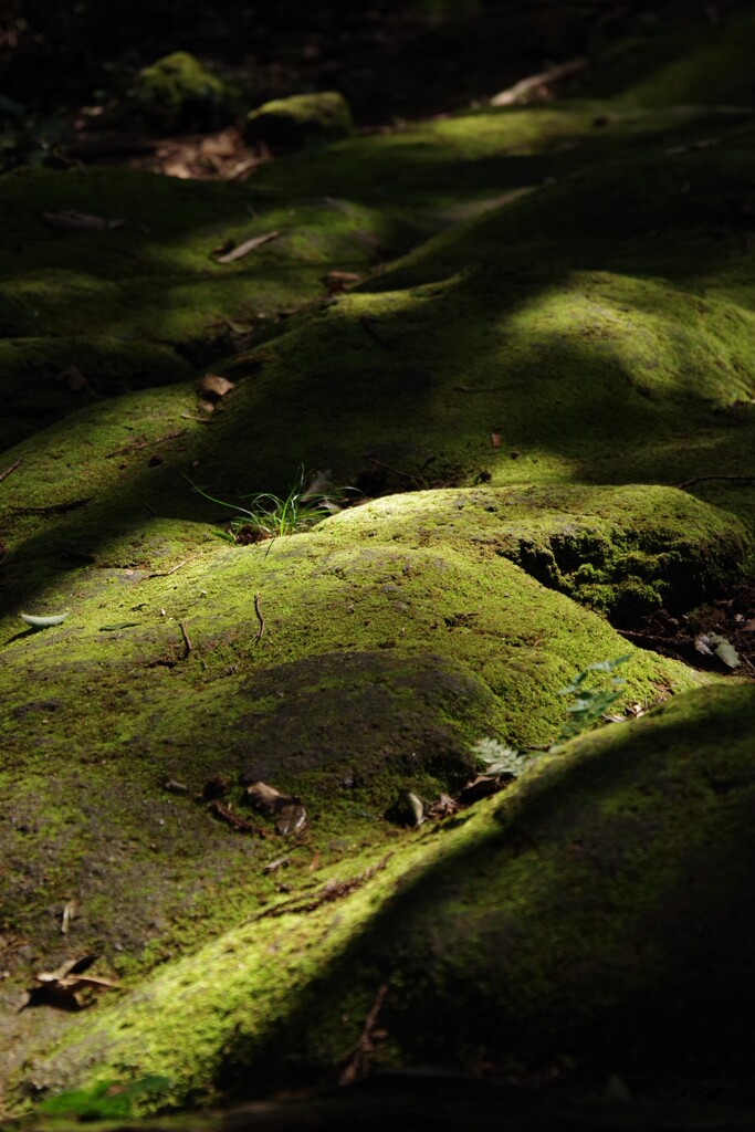 熊野古道