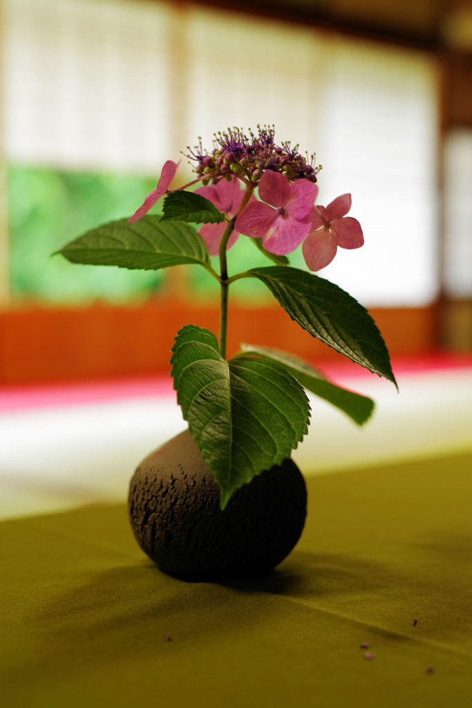 紫陽花　雲龍院-2