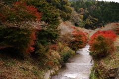 四季桜　小原