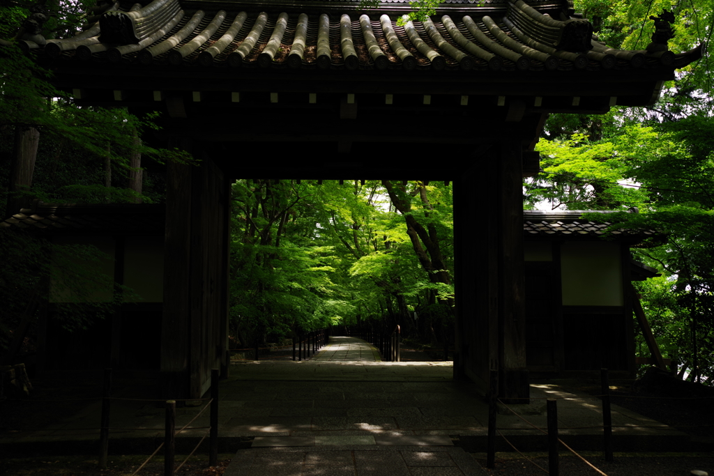 光明寺　青もみじ